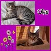Otis.jpg