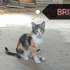 brisa1-adoptar-gatos-madrid-protectora-nuevavida.jpg