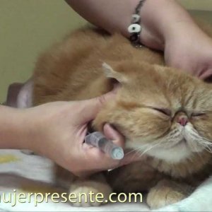 Gatos con la Dra. Lina Sanz, ¿Cómo dar un medicamento a un gato?