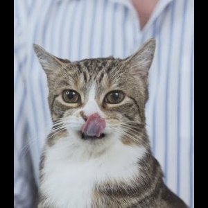Veterinario muestra y explica (en inglés) cómo darle una pastilla a un gato